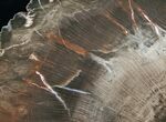 Inch Arizona Schilderia Petrified Wood Slab - World Class #3251-2